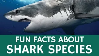 Interesting Facts about Sharks and Predatory Fish: Educational Video for Students