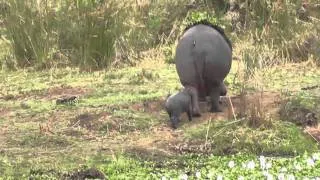 Hippo's, 2 youngsters and a baby