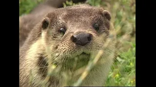 Выдра речная - Lutra lutra – Видра річкова - Eurasian otter