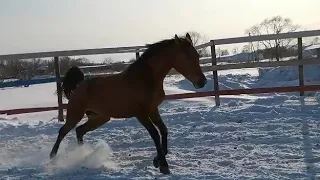 Лошадь Верба (бочка)