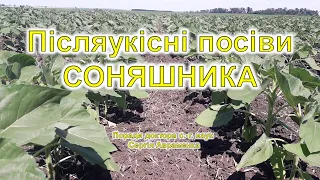 Післяукісні посіви соняшника