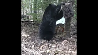 Bear Shorts - Wild TV Plus