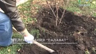 Липовый цвет На сайт