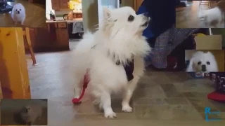 Gabe The Dog Sings Happy at The Speed of Light