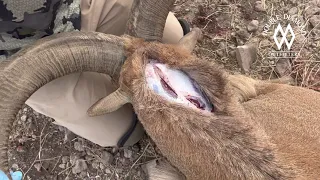 Tip Tuesday - How to cape an aoudad for a half life-size mount