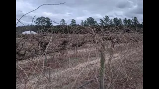 Training and Pruning in Muscadine Grape