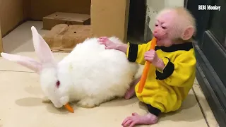Bibi helps Dad take care of and play with baby rabbits