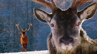 Deer in winter at Christmas 4K | Film Studio Aves