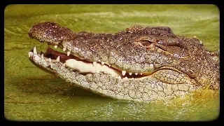 The Man-Eating Crocodile from the Levuvhu River