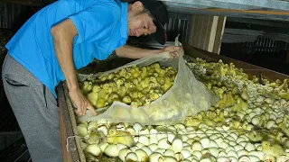 Nuôi Vịt Từ Nhỏ Đến Đẻ Trứng | Raising Ducks From Small To Eggs | Thanh Hoai KG