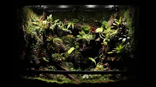 Jungle In The House 'The Unknown Jungle World' Glass Frog Paludarium | '집 안 미지의 정글 세상' 글라스 프록 팔루다리움