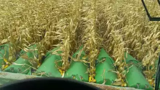 Corn harvest 2016!