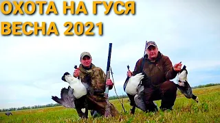 🏕Охота на Гуся Весна 2021.УДАЧНО ЗАКРЫЛИ СЕЗОН.