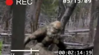 Elusive Bigfoot Footage!
