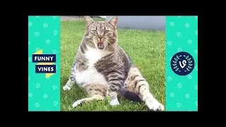 TRY NOT TO LAUGH - FUNNY CAT Videos | December 2018