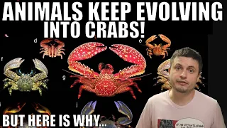 Some Animals Keep Turning Into Crabs But Here Is What It Means