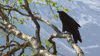 Kahkâkiw/Common Raven/Grand Corbeau; Nihithawiwin/Woods Cree/ Cri des bois