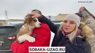 Спасенный Малыш из приюта «Щербинка» уезжает домой! Проект помощи @sobakauzao