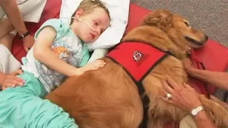 Therapy Dog Lies Down Next To A Brain Damaged Boy, Doctors Then Gasp In Consternation