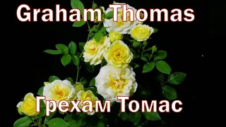 Как распускается роза Грэхам Томас - Graham Thomas (Austin Великобритания, 1983)