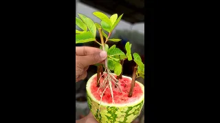 Easy Way to Grow Guava plant From Cutting