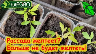 РАССАДА ЖЕЛТЕЕТ, ОСТАНОВИЛАСЬ В РОСТЕ и НЕ ХОЧЕТ РАСТИ. Что делать, если листья желтеют.