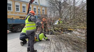 Kauno savivaldybė pripažino, kad sodinant liepas pritrūko patirties: nelaimę laiko stipria pamoka