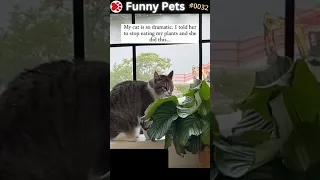 Funny Pets Ep. 32 #shorts