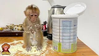 Naughty Monkey YiYi ran away when she spilled milk