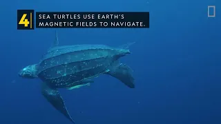 Sea Turtles 101   Nat Geo Wild !UTubeAnimalTv!