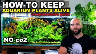 How To Keep Low Tech Aquarium Plants Alive - Comprehensive Guide 2022