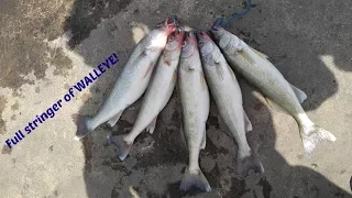 Catching a LIMIT OF WALLEYE from SHORE (Lake Erie)