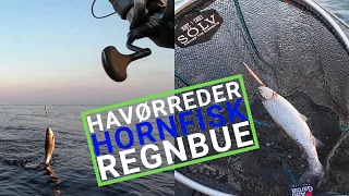 Havørred 🐟 Fiskeri 🎣 Masser af liv & Havørreder mellem hornfiskene