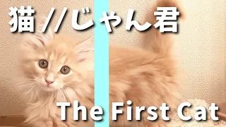 【ノルウェージャンフォレストキャット】 初めてのネコ 。訳合って生後2ヶ月のめちゃかわ子ネコちゃんが我が家へ