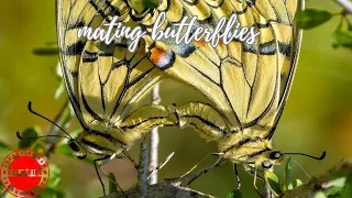 Different kinds of Mating Butterflies