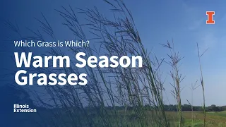 Warm Season #Grasses: Which #Grass is Which Webinar Series