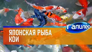 Галилео 🐟 Японская рыба кои