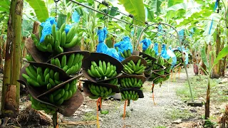 How To Banana Harvesting Cableway - Banana Processing in factory - Banana Farm to harvest