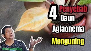 (Eps. 394) 4 Hal Penyebab Daun Aglaonema Menguning dan Cara Penanganannya  | Rimawan Vlog