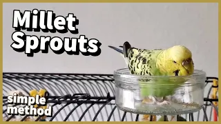 Healthy Budgie Diet // Simple Method to Sprout Millet
