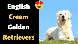 English Cream Golden Retrievers: Breed Information, Color Controversy & More