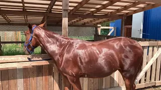 Как помыть лошадь? Легко и непринуждённо!