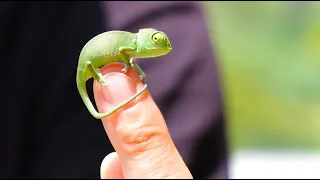 CHAMELEON Breeding Process from Start to Hatch