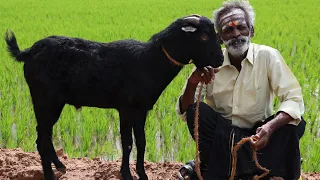 DARK BLACK !!! GOAT Biryani prepared by My Daddy Arumugam / Village food factory