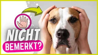 5 Anzeichen dass dein Hund EXTREM gestresst ist!