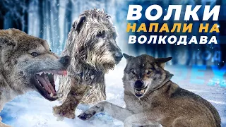 Волки напали на Ирландского волкодава Феху