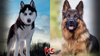 Немецкая овчарка против Хаски - Siberian husky Vs German shepherd