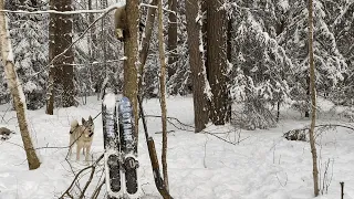 Охота на куницу с лайками. Удача под Новый год.