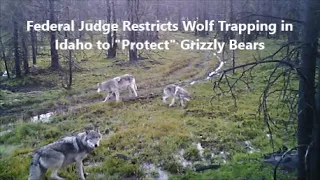 Federal Judge Restricts Idaho Wolf Trapping Over Grizzly Bears