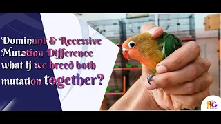 Dominant And Recessive mutation || How it work if we breed together || #BG #dominant #recessive